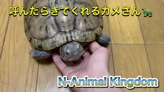 ミドリガメ　呼んだら来てくれます
