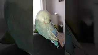 Ins&eacute;parable qui chante en dormant 😍