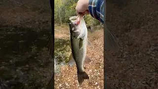 Love a good late fall fish #bassfishing #fishing #foryou #bass #freshwaterfish #gofish #fishingdaily