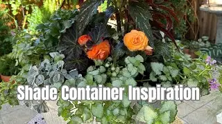 How to Create a Shade Container Full of Beautiful Plants🌸Galvanized Container #gardeningvideos