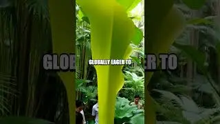 The Enigmatic Bloom of the Titan Arum: Nature's Rare Giant