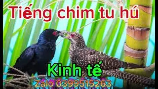 Tiếng chim tu hú kinh tế hiệu quả 