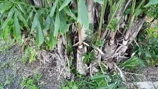 What Happens When You Cut Off The Top Of A Palm?