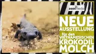 K&ouml;lner Zoo: NEUE Ausstellung f&uuml;r bedrohte Molche | zoos.media