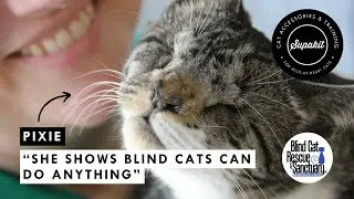 Pixie the Valiant: A Blind Cat&rsquo;s Journey from Stray to Sanctuary Star