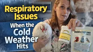 Respiratory Issues in Chickens When the Cold Weather Hits