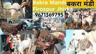बकरा मंडी फिरोजपुर झिरका हरियाणा मेवात #9671369795 Firozpur Jhirka Bakra Mandi Haryana Mewat