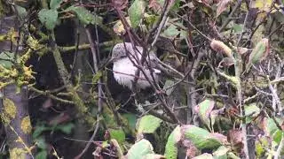 Masked Shrike - Hartlepool, Durham, October 2020