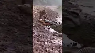 crocodile attack😡 monkey daring #crocodile #river #viral #viralshort #monkey