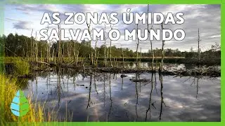 ZONAS ÚMIDAS: O que são e qual a sua importância 🌊🌱