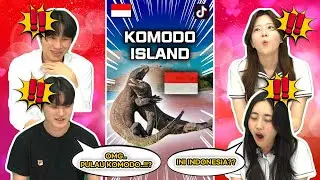 Reaksi Siswa Korea Shock Nonton Pulau KOMODO Indonesia(Komodo Dragon) 🇮🇩🇰🇷 😱😱 | Tiktok Komodo Island