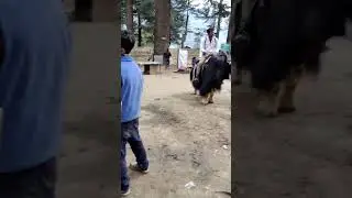 🦬 Manali Yak Ride #manali #shorts #viral #trending #yak ide