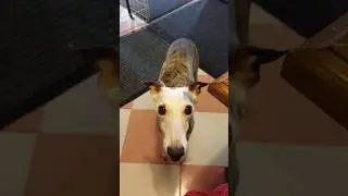 Kris The Talking Dog begging for breakfast #whippet #dogs #funnydogs #funnyvideo #pets #собака