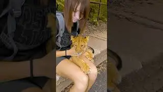 Cute Lion Cub - The Pet Universe #shorts #babyanimals #lion