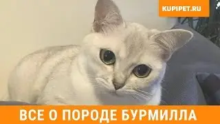 БУРМИЛЛА ВСЕ О ПОРОДЕ ИНТЕРЕСНЫЕ ФАКТЫ