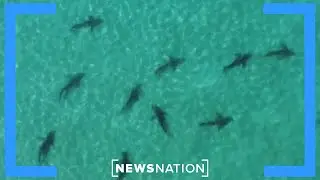 Long Island launches anti-shark patrols | NewsNation Now