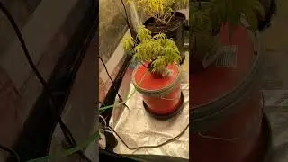 How to make Hydroponic system for Cannabis for 30&euro; DIY #hydroponics #cannabiscommunity