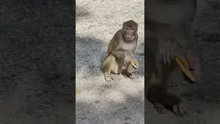 Feeding Biscuits to Monkey #shortvideo
