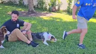 Dog Bites Trainer during training 