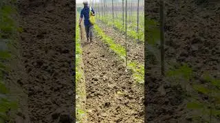 खीरा #farming #farmerlife #kisan #nature #farmerstories #farmer #farmers #agriculture #villagelife