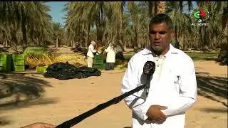 EL Oued : Une production importante de dattes attendue