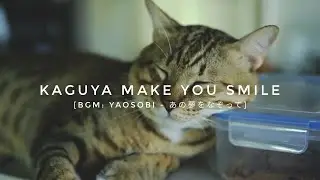KAGUYA~Bobtailcat Make you smile 😺 #botailcat #funnycatvideo #chubbycat  | By GW127