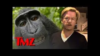 Who Owns The Monkey Selfie? | TMZ