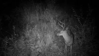 buck16