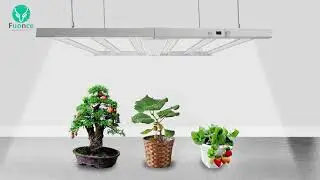 Our plant lights are suitable for hemp, fruits, vegetables, houseplants and more