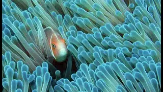 Biological Concepts Ch 5 Marine Biology Video Overview