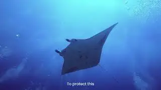 Meet Blue | Blue Standard by Oceanic Global