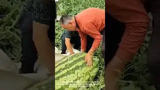 Giant Watermelons?! Witness The UNBELIEVABLE Harvest You Have To See! 🍉🤯