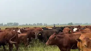 One Man Herding 300 Steers on Foot