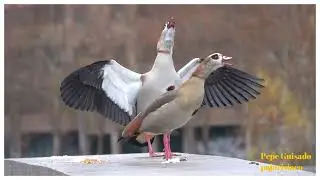 Problemas con las aves no aut&oacute;ctonas como los Gansos del Nilo