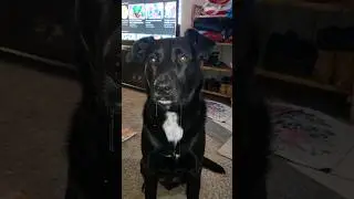 dog drooling