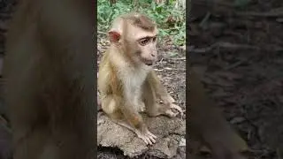 monkey waiting for someone 😂🍓😘#shorts #monkey #hanuman #wildlife #animals #viralvideo