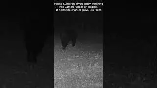 Subscribe - So You Dont Miss Tomorrow&rsquo;s Trail Cam Video!  #trailcam #wildlife #deer #bear
