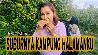 Indah Dan Suburnya Kampung Halamanku #anakvespa #desasubur #desaindonesia