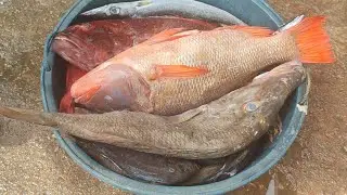 how to make ice stone use in fish day91