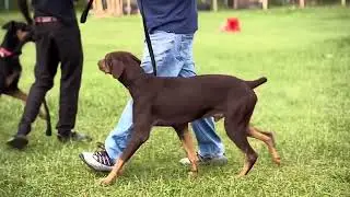 The most intelligent dog, Doberman pinscher.