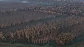 NEBBIA TRA I VIGNETI