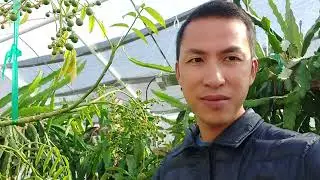 Chia sẻ về những cây nhiệt đới chịu nóng/lạnh ra sao ở Chandler, Arizona.