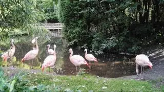 ZooParc - Overloon