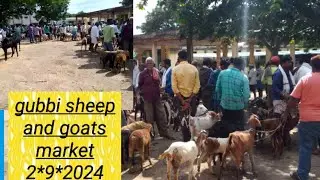 gubbi sheep and goats market updates  2*9*2024 @  agrianimals
