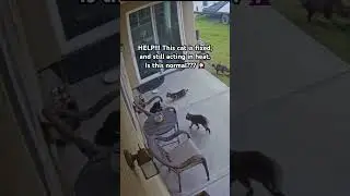 HELP!!! This cat is spayed (fixed) and still acting like in heat. Is this normal???