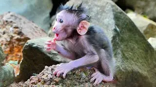 MONKEY DOCUMENTARY | YOUNG BABY CUTE MOUTH ASK MUM FOR DRINK MILK | SUPERB LIFE BABY | NICE CLIP