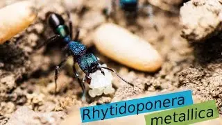 Iridescent Green & Blue ANTS | Rhytidoponera metallica