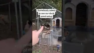 Duck Enclosure Tips/Ideas