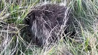 Poor porcupine found on roadside, appears to be a little wobbly. November 19, 2025