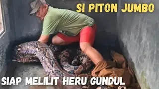 Wow !!! Heru Gundul hampir M4TI terlilit Rembo Si Piton Jumbo